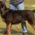 Bloodhound – niezrównany tropiciel o łagodnym usposobieniu