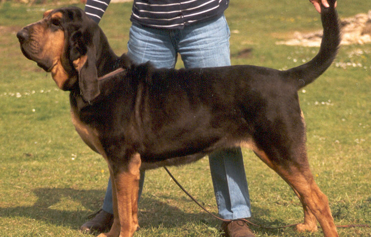 Bloodhound – niezrównany tropiciel o łagodnym usposobieniu